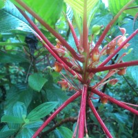 Impatiens macrophylla Gardner ex Hook.